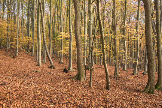 Beech forest in Omberg, Sweden