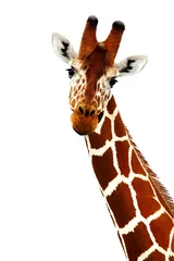 Gordijnen Isolated giraffe portrait © Anna Om