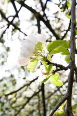 apple tree flowers