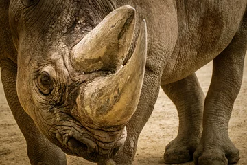 Deurstickers portrait of a black rhino © Ralph Lear