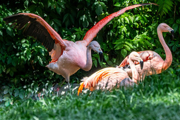 three chilean flamingos