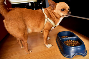 chihuahua dog near a bowl of food