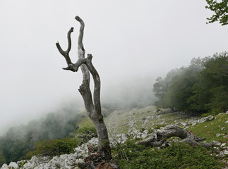 Fototapeta na wymiar evocativo tronco secco di albero solitario in un panorama montano nebbioso