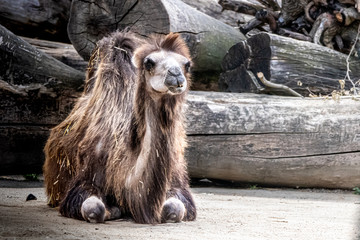 a camel in front of a wood pile