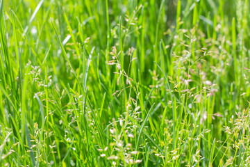 Close-up of young fresh grass in the early morning.Natural green background.