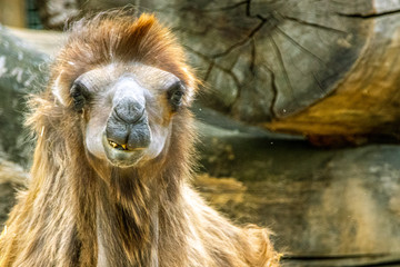 portrait of an arabian camel