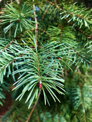 Green Pine Branches in the Summer .Pine Background