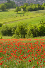 Paysage Campagne 641