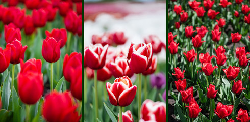 selective focus of red colorful tulips field, collage