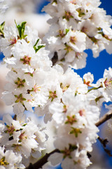 Flores de Almendros en el Parque del Retiro de Madrid 
