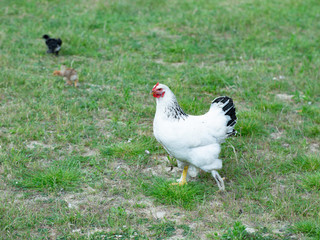 White chicken (hen) on a eco farm in the green grass