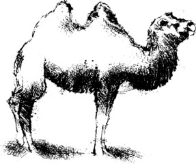 Hand drawn wild animal. Camel. Vector isolated on a transparent background