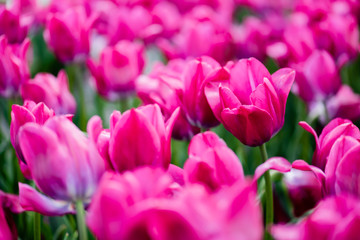 Obraz na płótnie Canvas selective focus of beautiful pink colorful tulips