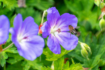 Abeja volando sobre Flor morada 