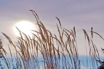 Fototapeta Dried Wild Grass on a Cloudy Sky Background  obraz