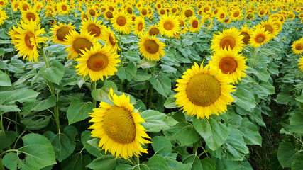 Fototapeta premium Field of blooming sunflowers.Nature background 