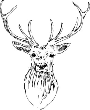 Hand drawn wild animal. Elk. Deer.. Vector isolated on a transparent background
