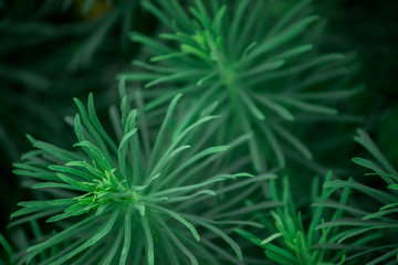 Top view on Beautiful uniform dark green pattern of leaves of needles of a grass plant