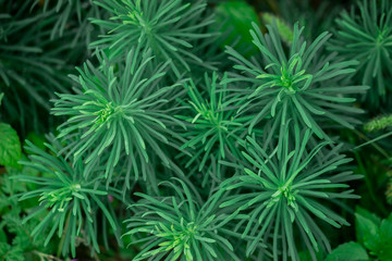 Naklejka na ściany i meble Top view on Beautiful uniform dark green pattern of leaves of needles of a grass plant