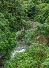 Fototapeta na wymiar Jungle river flows down a hill 