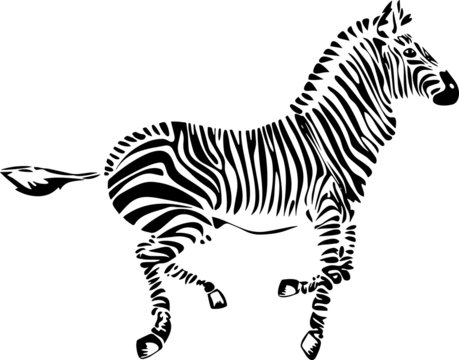 Hand drawn wild animal. Zebra. Vector isolated on a transparent background