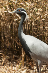 Large grey bird with grass behind