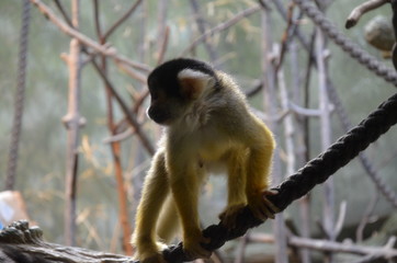 Peeing Squirrel Monkey (Saimiri boliviensis)