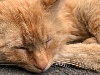 The red cat lies and basks in the sun. The cat is resting on a track in the yard. The animal is sleeping on the street.