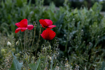 Wild red poppy flower. Background of lonely plant