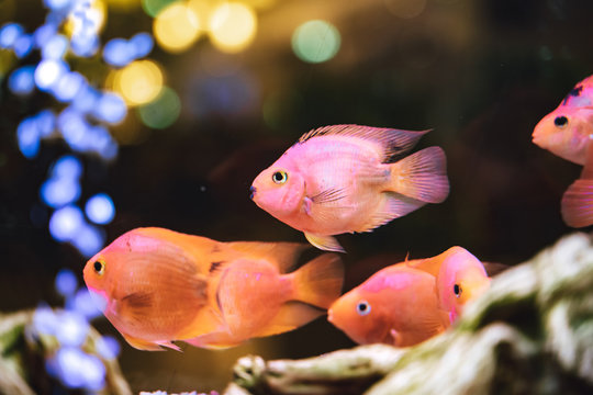 Shoal Of Bright Pink Tropical Fish Swimming