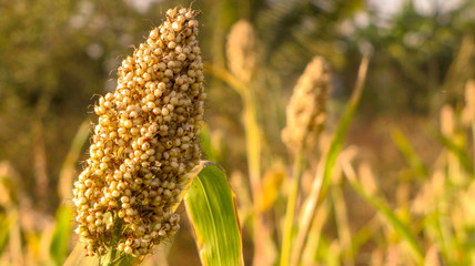 close up of wheat, maze or jowar in a farm in India