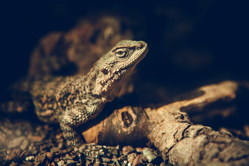 A lizard with beautiful eyes in a terrarium