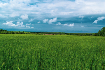 Green wheat field against the sky