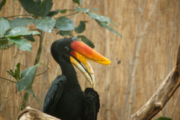 Hornbill Rhino Bird