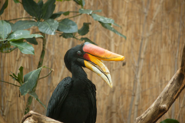 Hornbill Rhino Bird