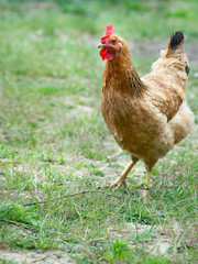 Red brown chicken (hen) running around on the green grass on the eco farm