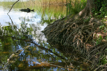 A circular hiking trail around the Amts lake in UNESCO-Biosphere reserve Schorfheide-Chorin (on Chorin monastery), in federal state Brandenburg - Germany
