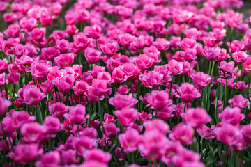 Beautiful flowers. Purple tulips in garden park