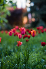 Beautiful flowers. Red tulips in garden park