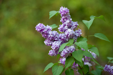 Obraz premium Lilac tree with violet flowers and green leaves. Spring background. Beautiful flowers in the garden.