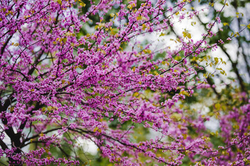 Beautiful Spring time Tree pink flower blossom