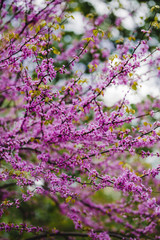 Beautiful Spring time Tree pink flower blossom