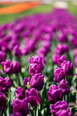 selective focus of beautiful purple colorful tulips with green leaves