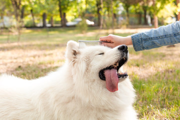 The girl combs a white Samoyed on a green meadow in the park. The dog loves a comb and enjoys combing. Empty space for text.