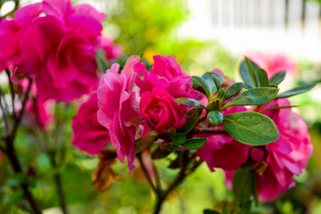 pink flowers with green leaves in the garden