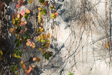 Obraz premium Concrete wall with shadows from trees. Surface texture. Abstract grunge bright color background with aging effect. Copyspace.