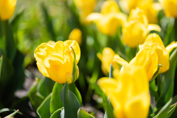 close up view of beautiful yellow colorful tulips with green leaves