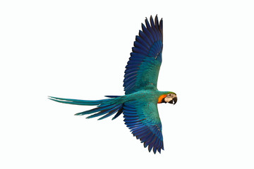 Colorful flying macaw parrot isolated on white