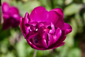 Tulpe