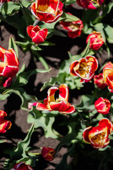 close up view of beautiful red and yellow colorful tulips with green leaves